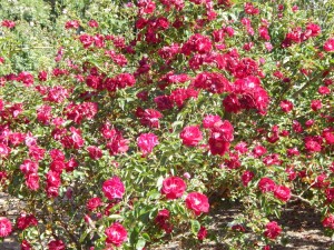 Rumsey Rose Garden