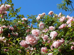 Rumsey Rose Garden