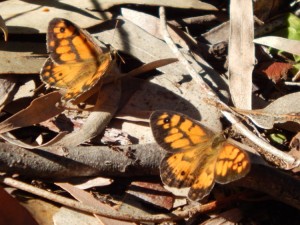 Two tiny butterflies