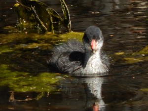 Baby coot