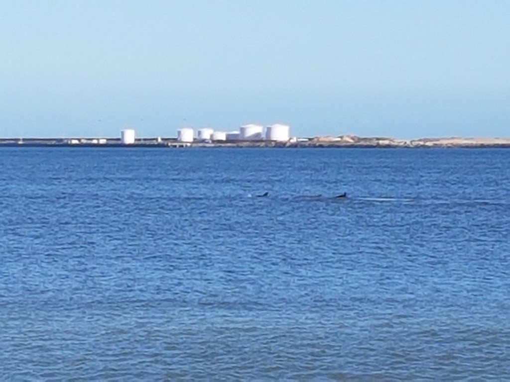 Dolphins at Cut
