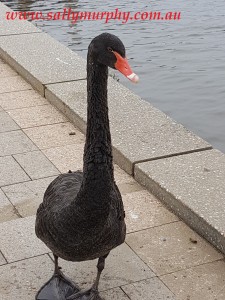 Black Swan Adelaide